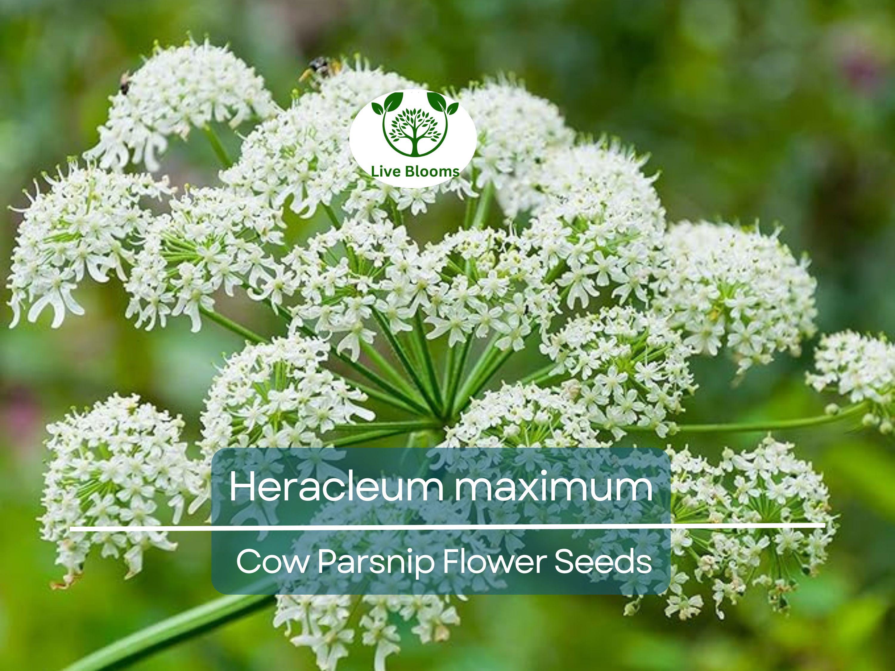 1 Gram Seeds Heracleum maximum (Cow Parsnip) for Planting | Native Perennial Wildflower for Pollinator Gardens & Naturalized Landscapes