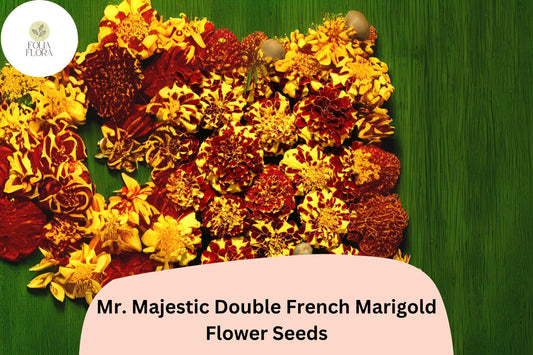 25+ Mr. Majestic Double French Marigold Seeds | Tagetes patula | Bold Bi-Color Blooms | Easy Annual Flowers for Garden & Pots