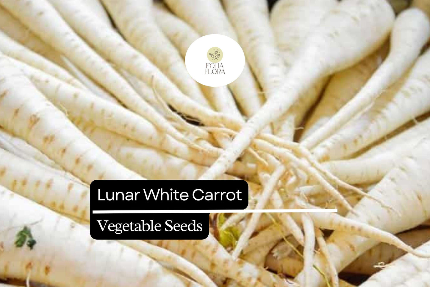 200 Seeds Lunar White Carrot (Daucus carota) – Unique Heirloom Carrot with Sweet, White Roots