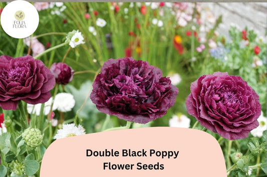 200+ Double Black Poppy Seeds for Garden Planting – Deep Maroon Blooms, Easy to Grow Flowers