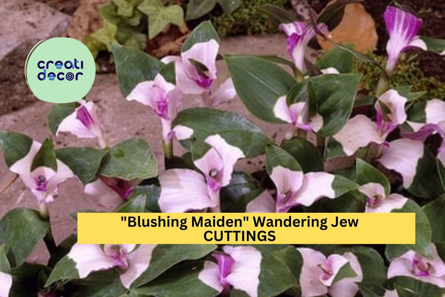 3 Blushing Maiden Wandering Jew Cuttings – Tradescantia andersoniana | Pink-Purple Vining Houseplant for Pots, Hanging Baskets, or Gifts