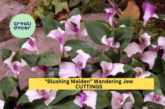 3 Blushing Maiden Wandering Jew Cuttings – Tradescantia andersoniana | Pink-Purple Vining Houseplant for Pots, Hanging Baskets, or Gifts