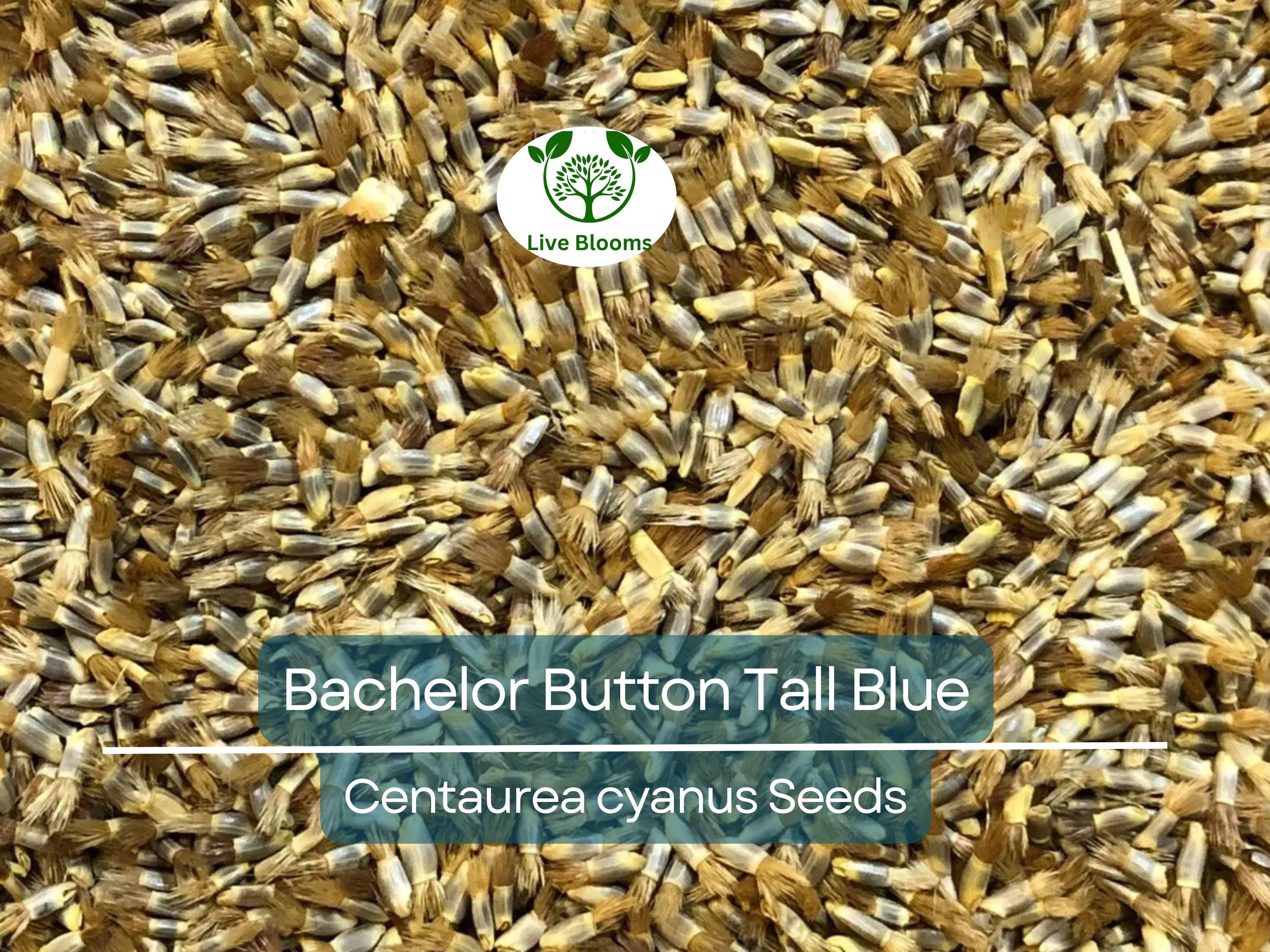 400 Cornflower Seeds, Bachelor Button Tall Blue, AAS Winner, Heirloom, Non-GMO, Vibrant Blue Flowers, Pollinators, Garden Blooms