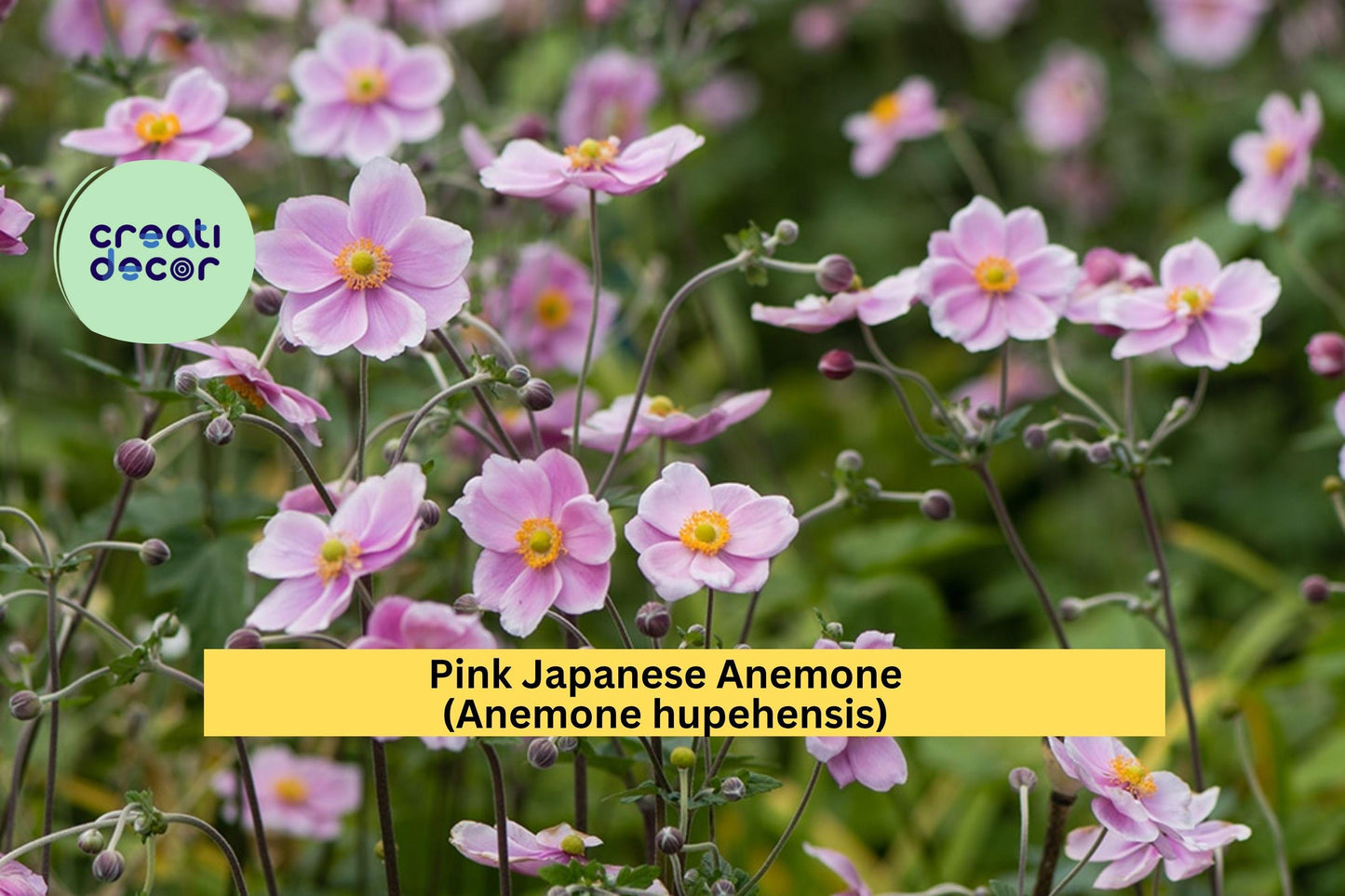 Pink Japanese Anemone Rootstock 10-Pack – Anemone hupehensis – Bare Root Hardy Perennial, Late-Summer Garden Blooms