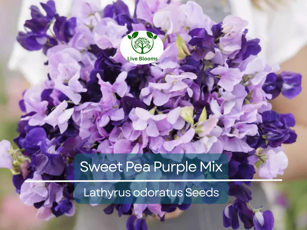 15 Sweet Pea Purple Mix Seeds | Fragrant Climbing Vine, Purple Flowers, Non-GMO, Easy to Grow for Garden Trellis & Arbors