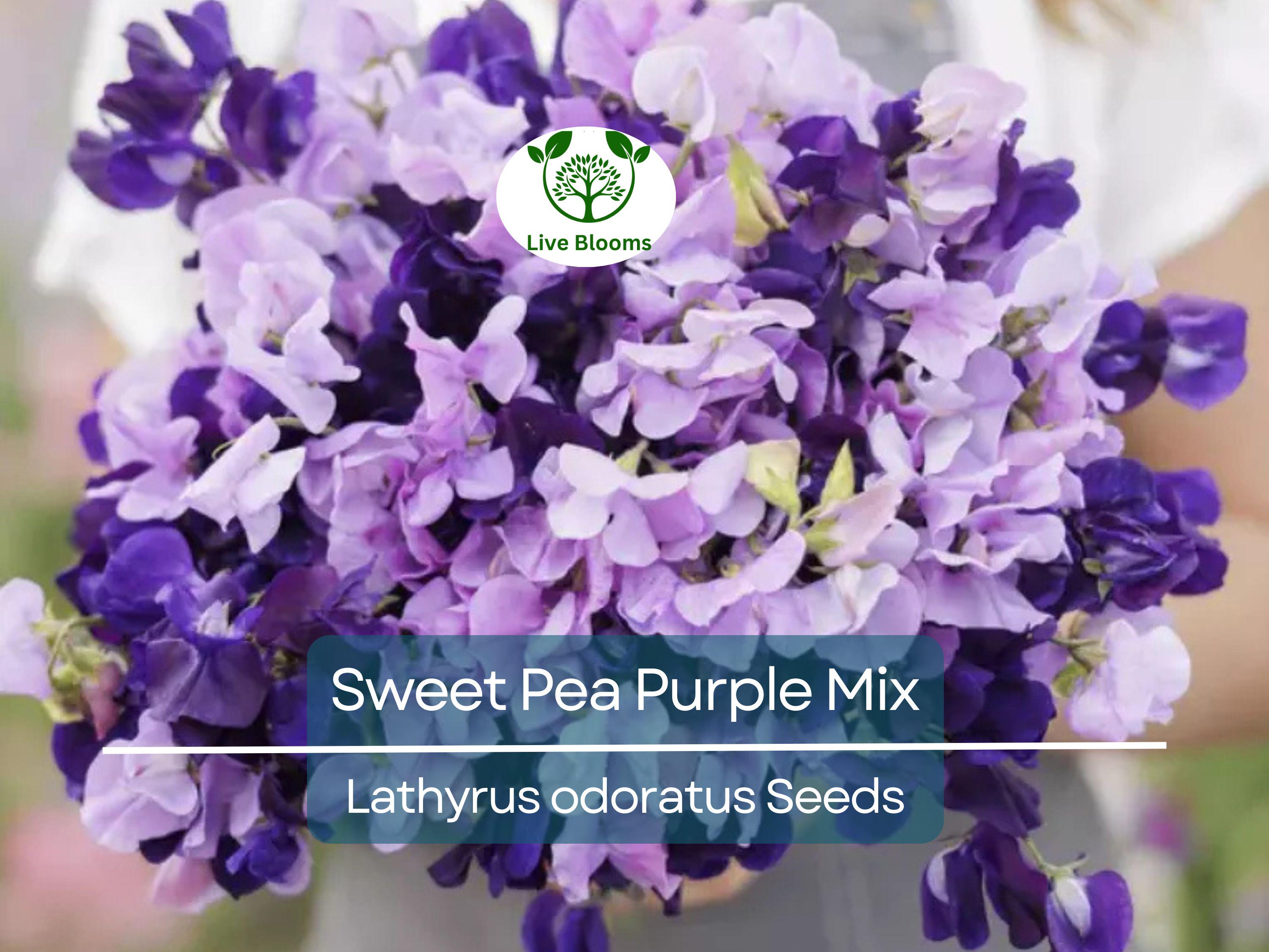 15 Sweet Pea Purple Mix Seeds | Fragrant Climbing Vine, Purple Flowers, Non-GMO, Easy to Grow for Garden Trellis & Arbors
