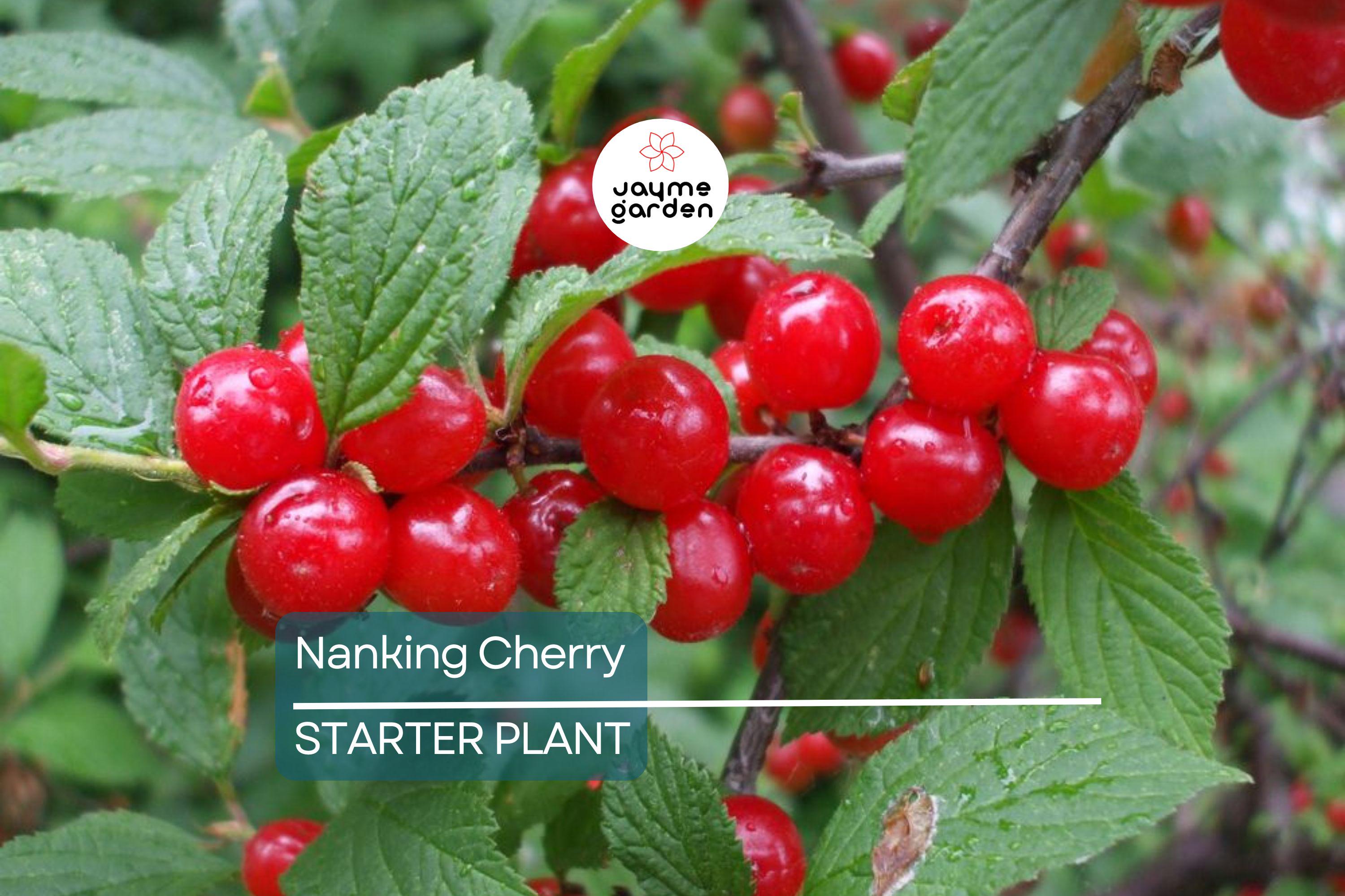 Nanking Cherry Scion | 6-10" Length for Grafting | High-Quality Scionwood from Seed-Grown Nanking Cherry Bushes