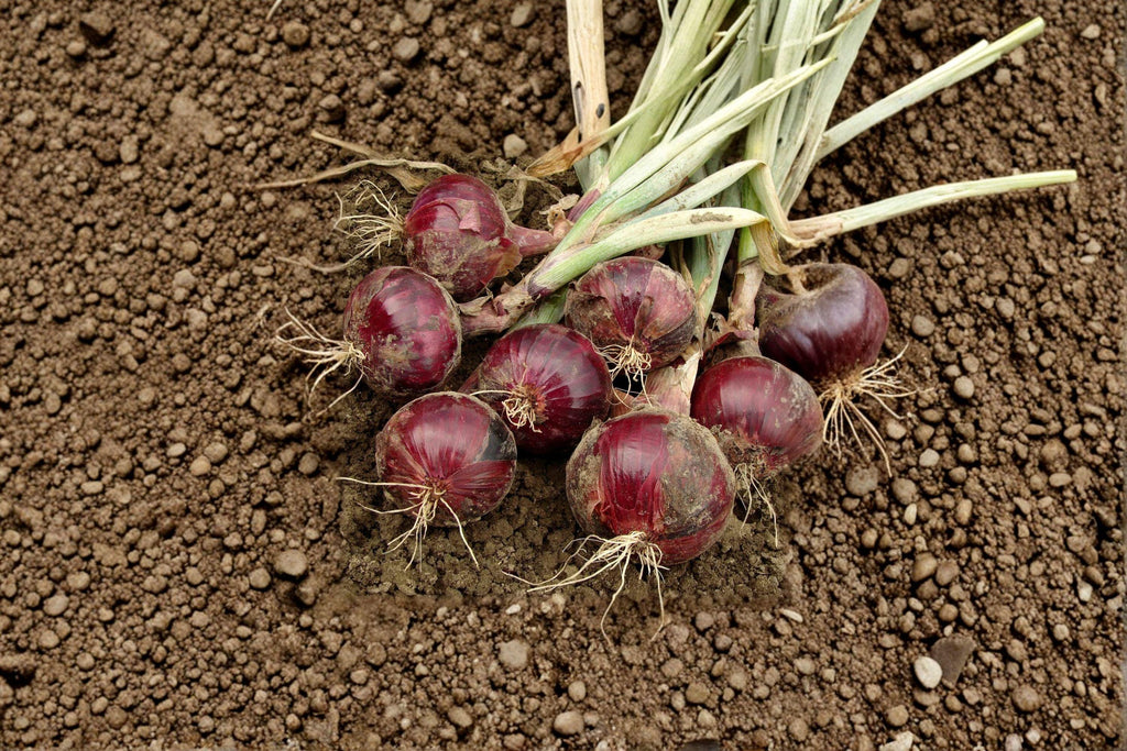 Onion – Red Burgundy (Short Day) 70 Seeds | Sweet Red Onion | Short-Day Variety | Excellent for Southern Gardens