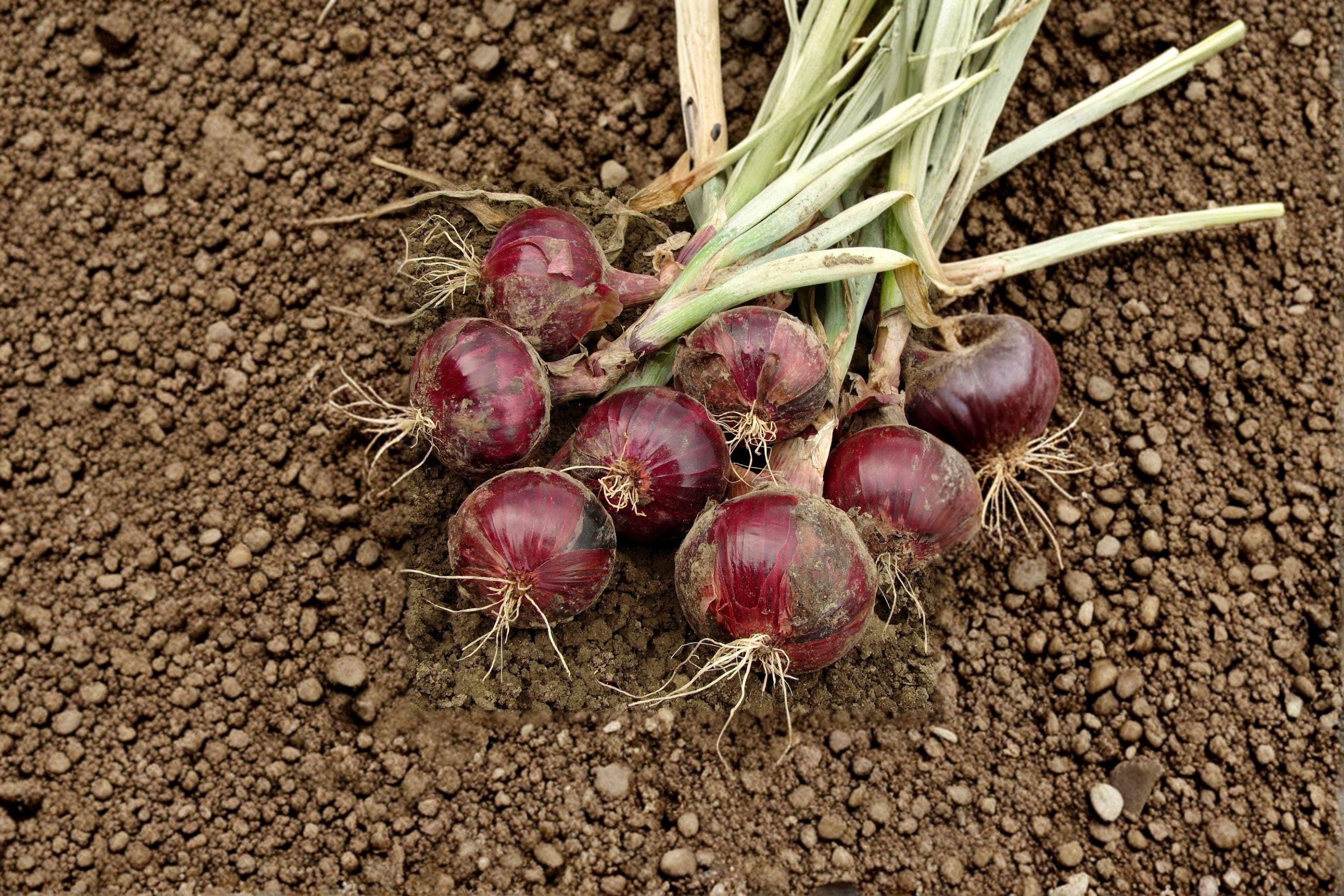 Onion – Red Burgundy (Short Day) 70 Seeds | Sweet Red Onion | Short-Day Variety | Excellent for Southern Gardens