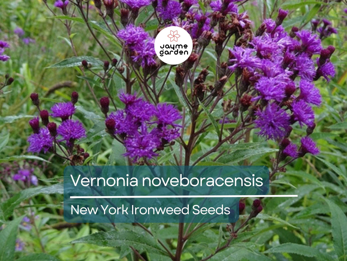 400 Seeds Vernonia Noveboracensis | New York Ironweed Seeds for Planting | Purple Flowering Perennial | Pollinator Attracting Garden Plant
