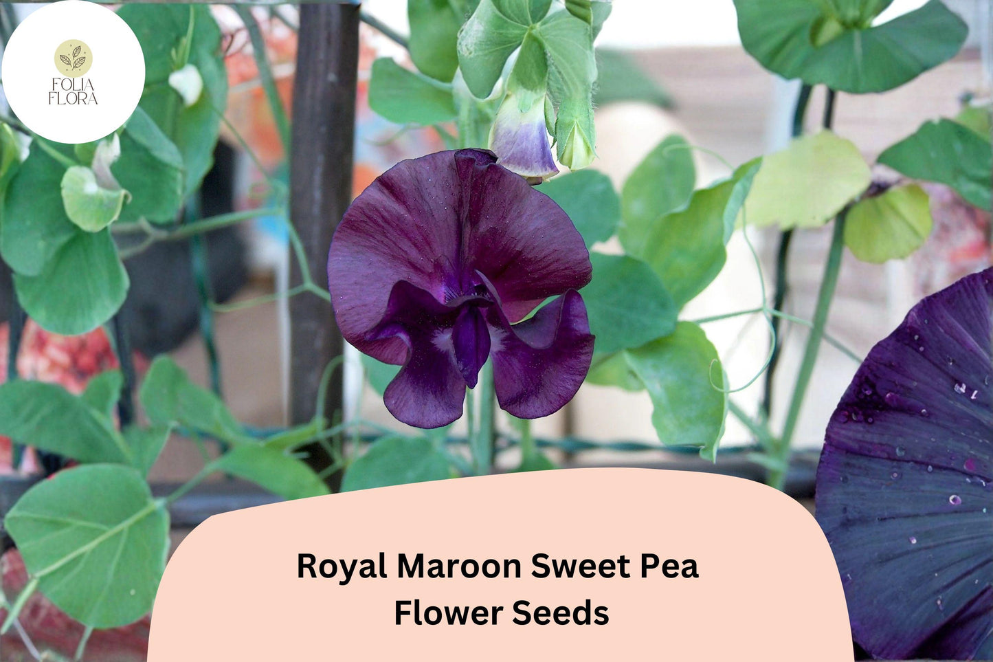 50+ Royal Maroon Sweet Pea Seeds | Deep Burgundy Climbing Flowers for Trellis & Garden
