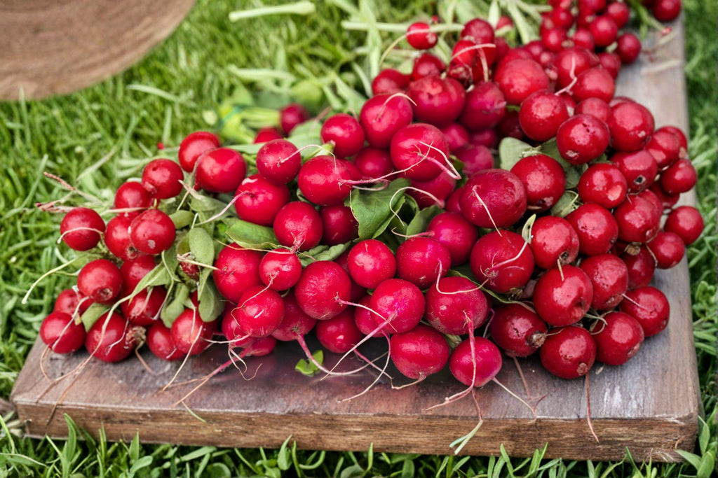 Radish – Cherry Belle 80 Seeds | Classic Red Radish | Crisp & Mild | Fast-Growing Garden Favorite