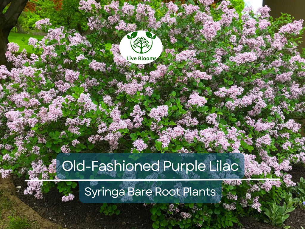 2 Old-Fashioned Purple Lilac Shrubs – Fragrant Bare Root Starter Plants – Heirloom Syringa for Spring Garden & Hedge