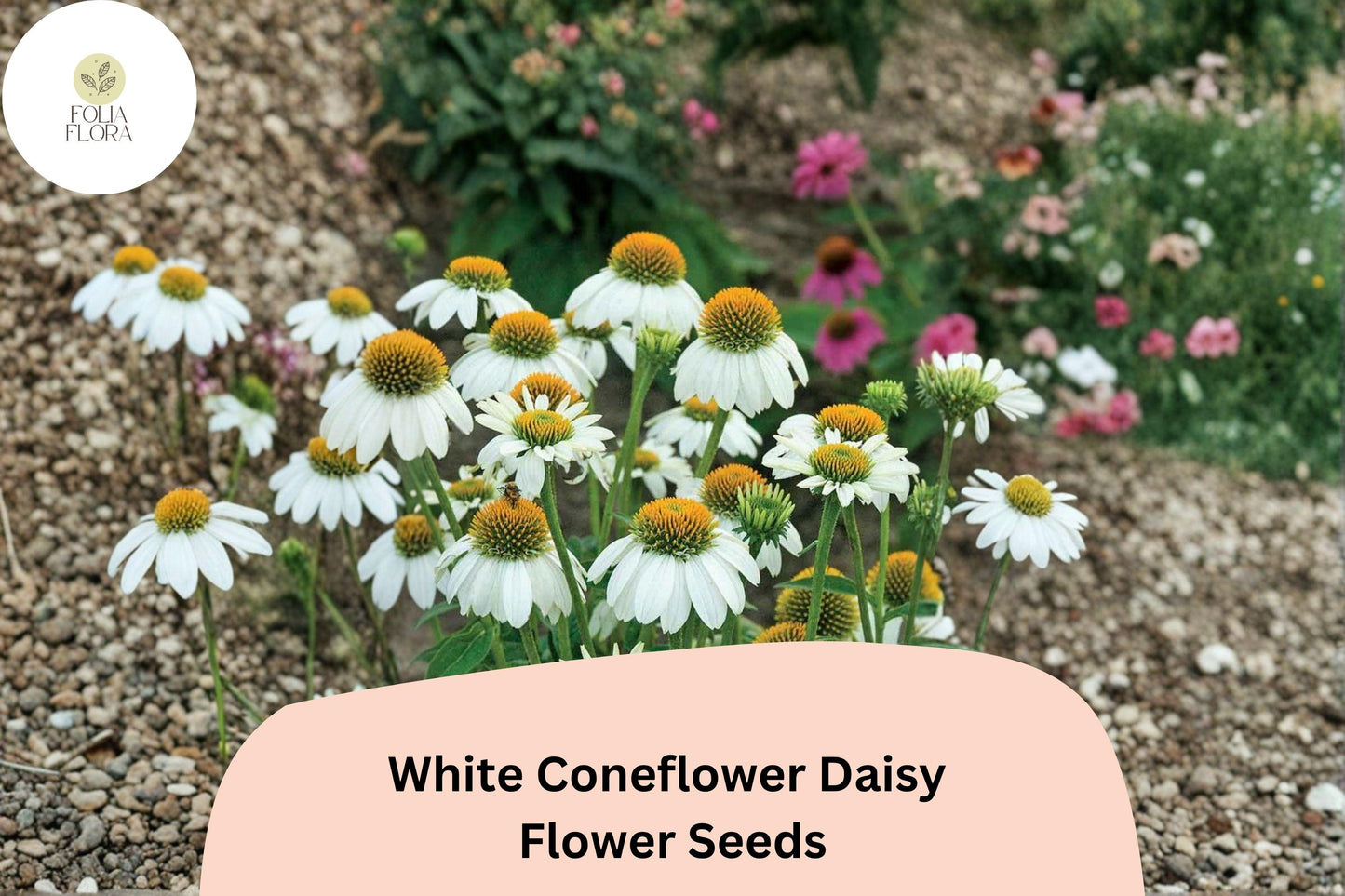 200+ White Coneflower Daisy Seeds | Echinacea purpurea ‘White Swan’ | Hardy Perennial | Pollinator-Friendly Blooms