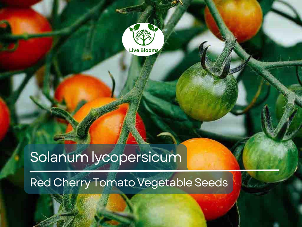 100 mg Red Cherry Tomato Seeds Solanum lycopersicum | Sweet Cherry Tomatoes for Planting, Home Garden, Heirloom Vegetable, Juicy & Delicious