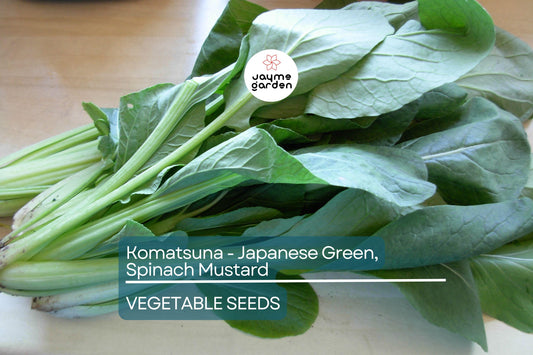 4000 Komatsuna Seeds – Japanese Green Spinach Mustard, NON-GMO, High in Vitamins A & C | Free Shipping