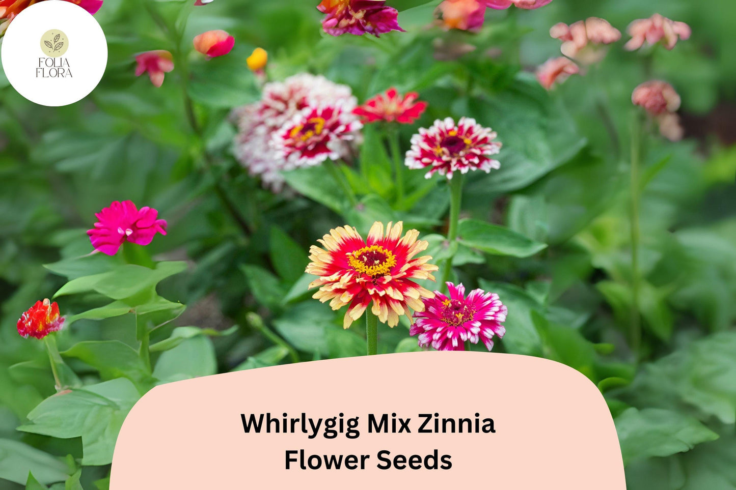 100+ Whirlygig Mix Zinnia Seeds – Bi-Color Blooms for Garden Borders & Cut Flower Arrangements