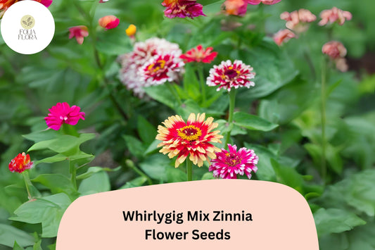 100+ Whirlygig Mix Zinnia Seeds – Bi-Color Blooms for Garden Borders & Cut Flower Arrangements