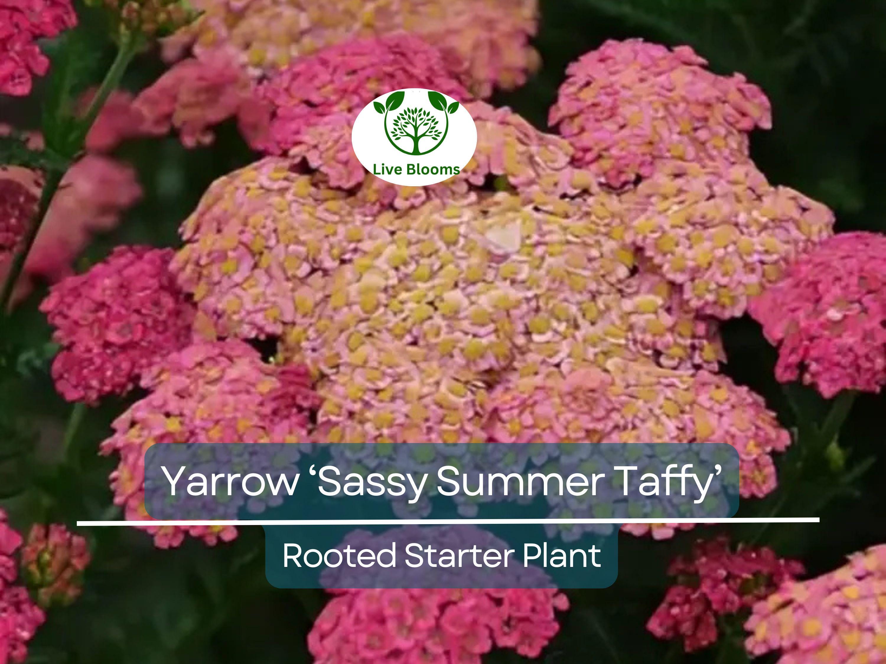 1 Yarrow Live Plant (Achillea Millefolium) Healthy Starter Plant for Pollinators | Perennial Flower for Garden, Butterflies & Bees