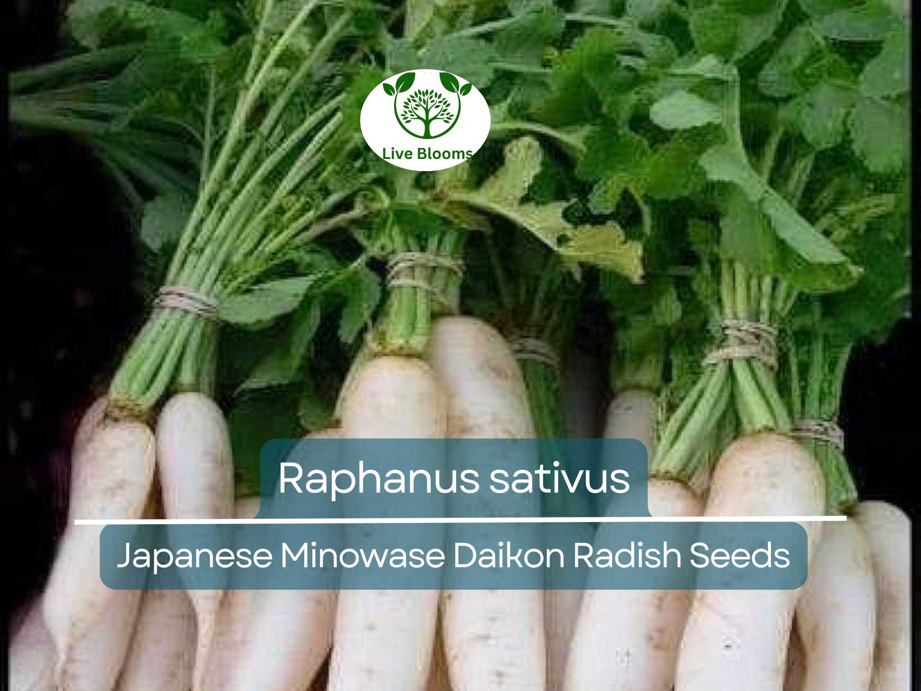 1 Gram Seeds Japanese Minowase Daikon Radish – Raphanus sativus | Heirloom Seeds for Planting, Gardening & Crisp White Harvests