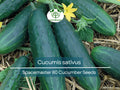 35 Seeds Cucumber Spacemaster 80 - Cucumis sativus | Compact Cucumber Variety for Planting, Gardening & Fresh Crisp Harvests