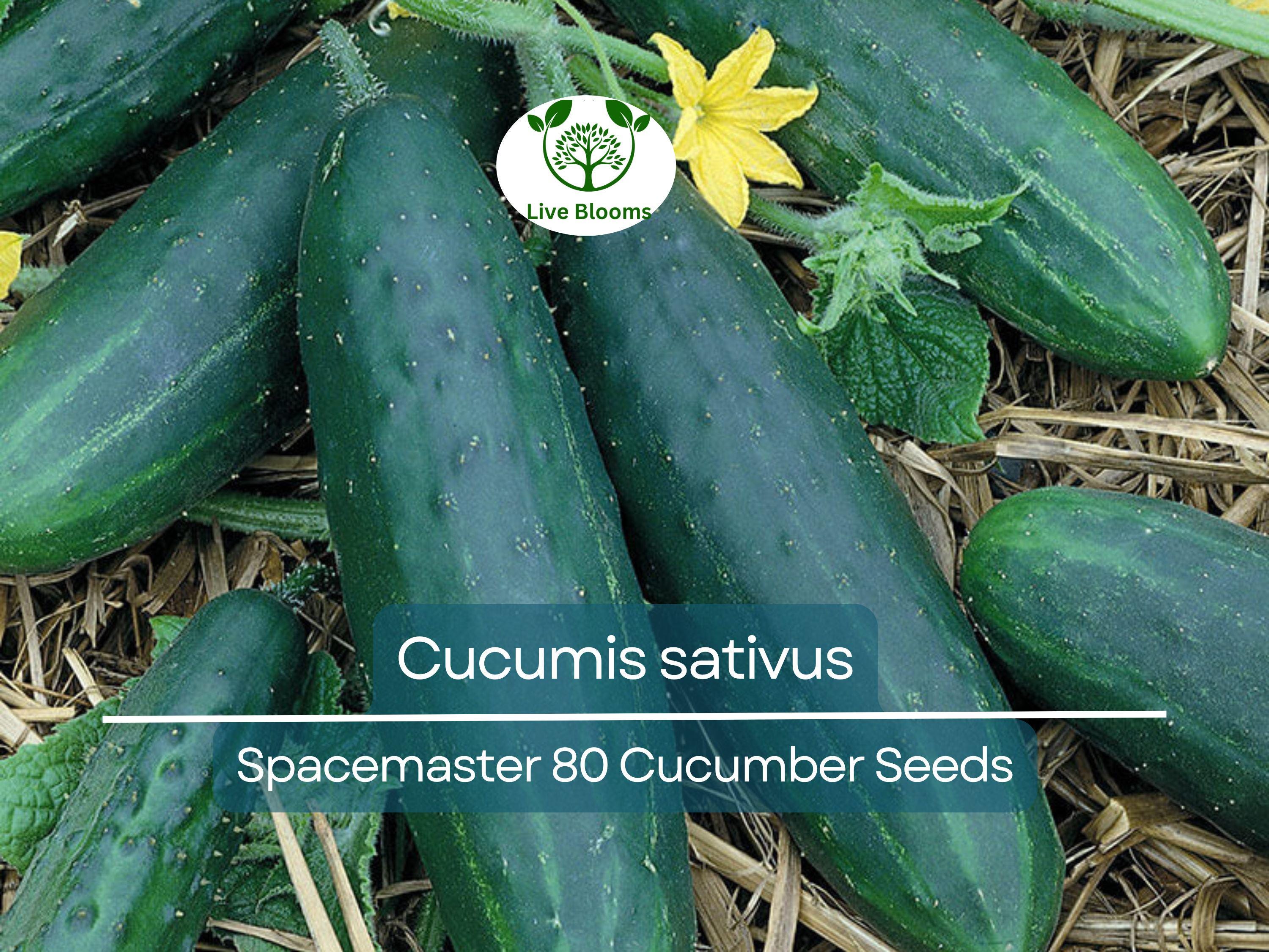 35 Seeds Cucumber Spacemaster 80 - Cucumis sativus | Compact Cucumber Variety for Planting, Gardening & Fresh Crisp Harvests