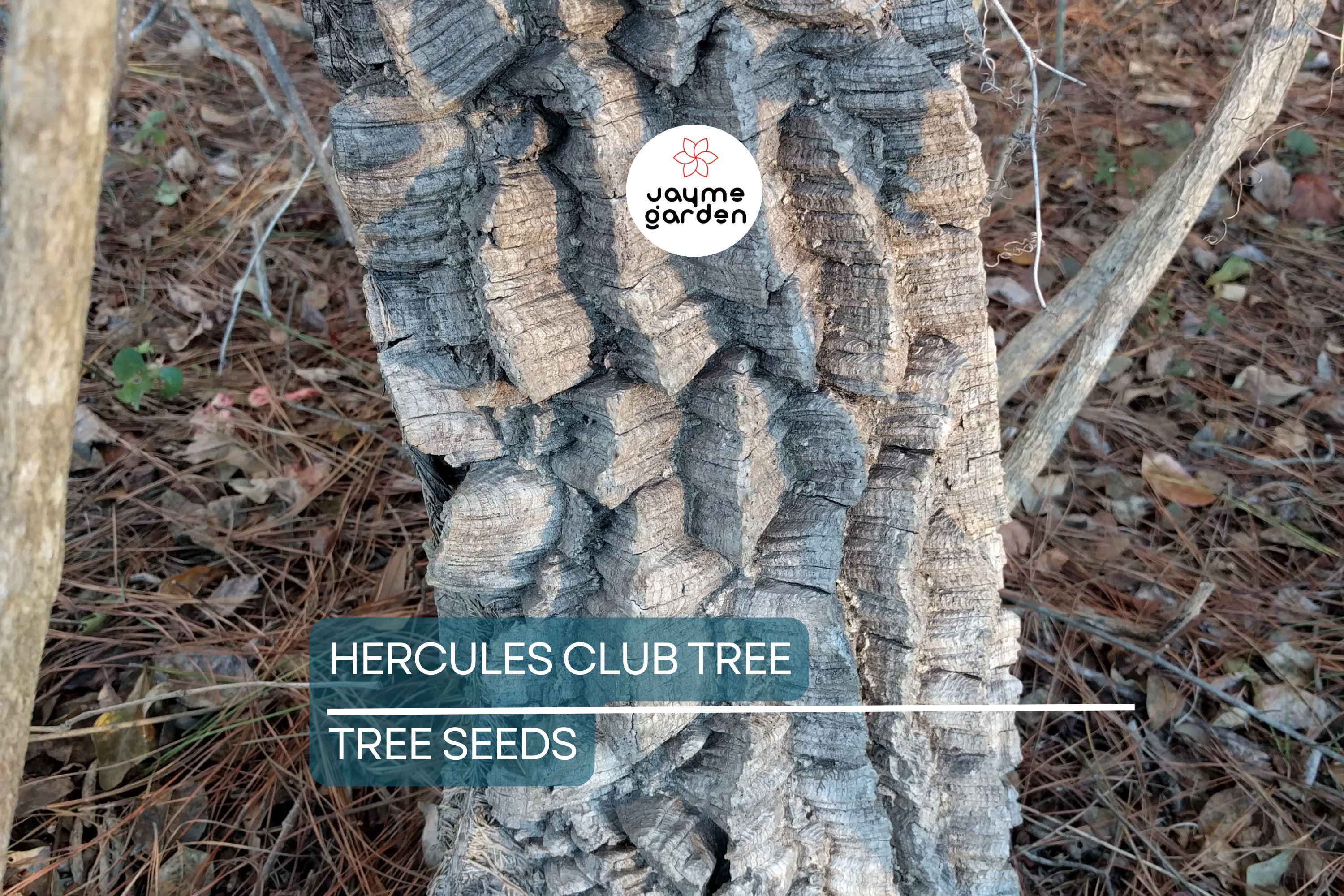 20 Hercules' Club Tree Seeds - Zanthoxylum clava-herculis, Prickly Ash, Rare Fast-Growing, Full Sun, USDA Zones 7-9, 50 ft Height