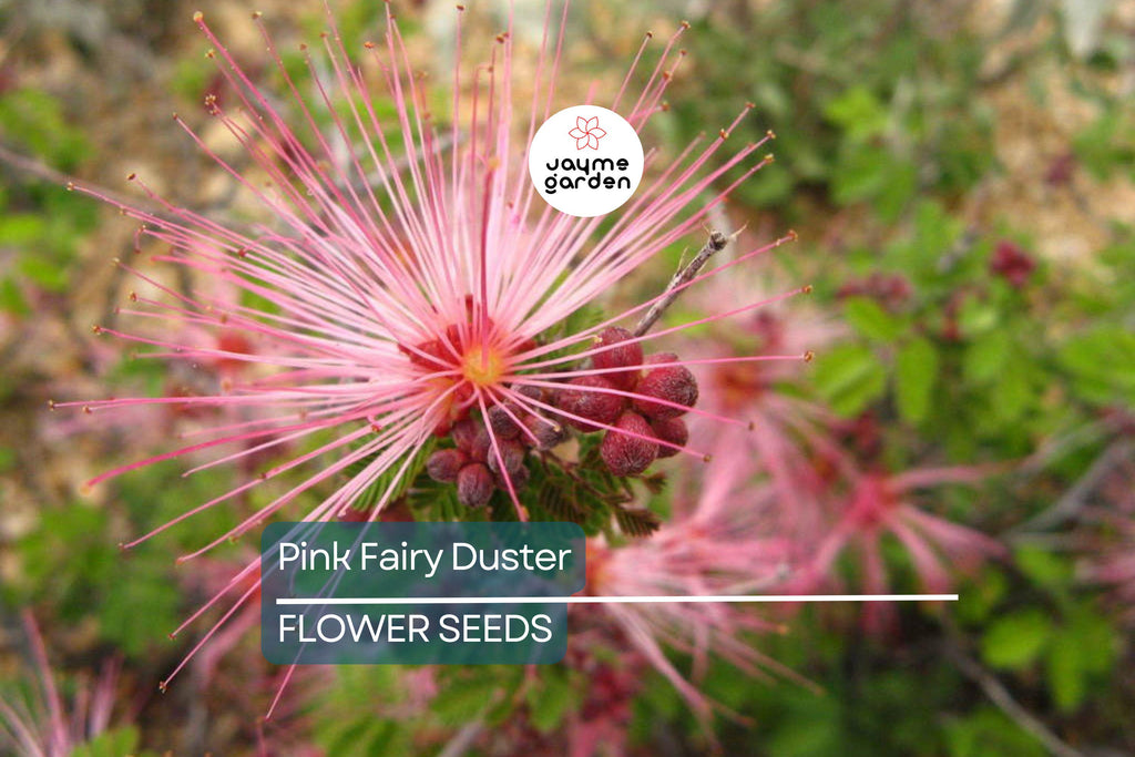 10 Pink Fairy Duster Tree Seeds (Mesquitella eriophylla) – Rare Exotic Mimosa, Low-Maintenance, Hummingbird Attractant
