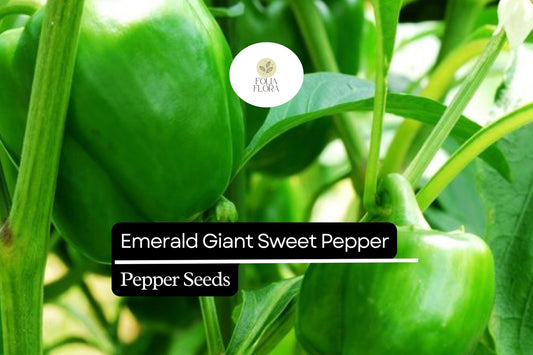 25 Emerald Giant Sweet Pepper Seeds – Capsicum annuum – Heirloom Bell Pepper, Large Green Fruits, Non-GMO, Sweet & Crisp