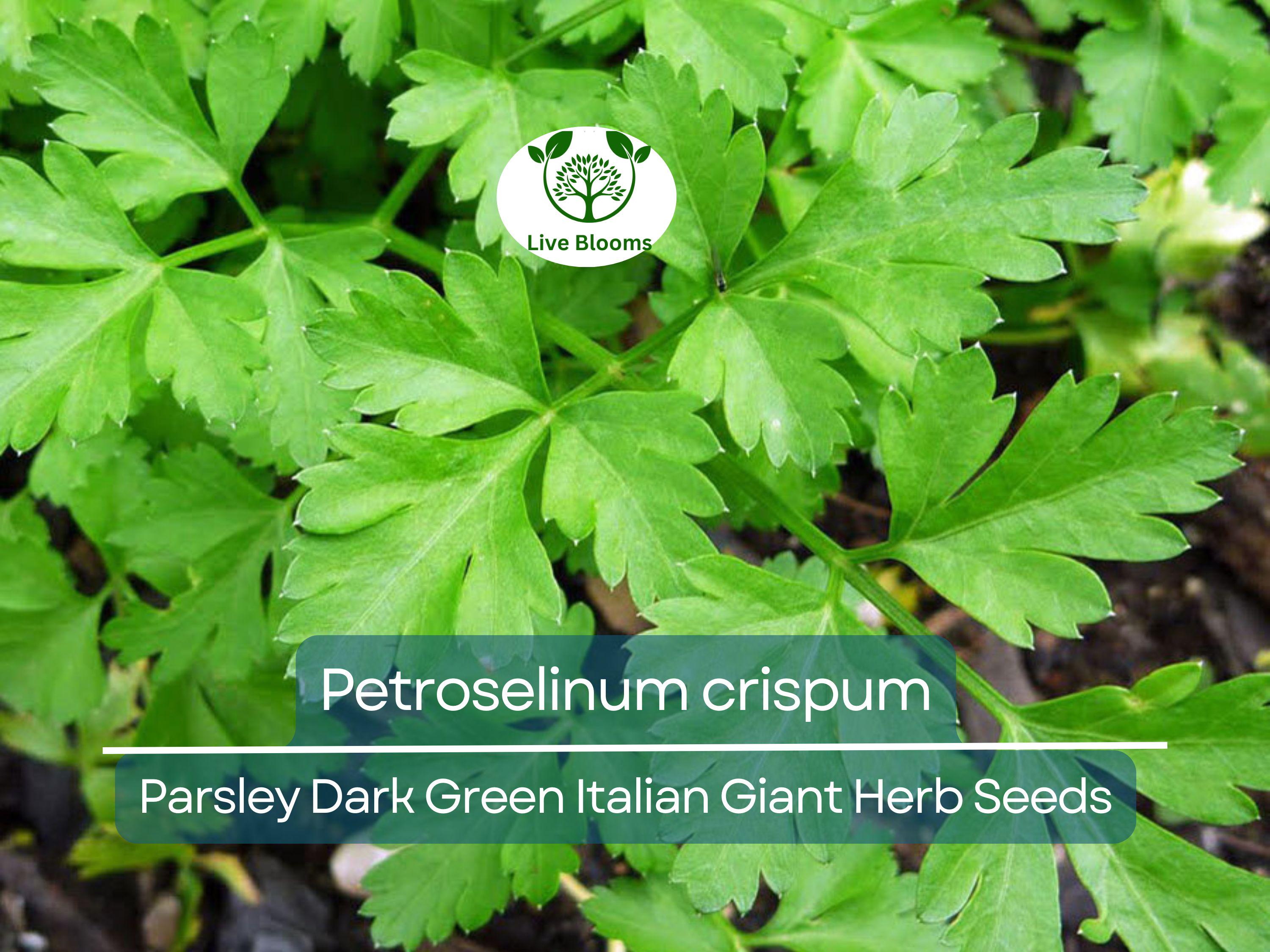 500 Parsley Seeds - Dark Green Italian Giant for Planting - Petroselinum crispum - Fresh Herb for Cooking, Garden, & Kitchen Use