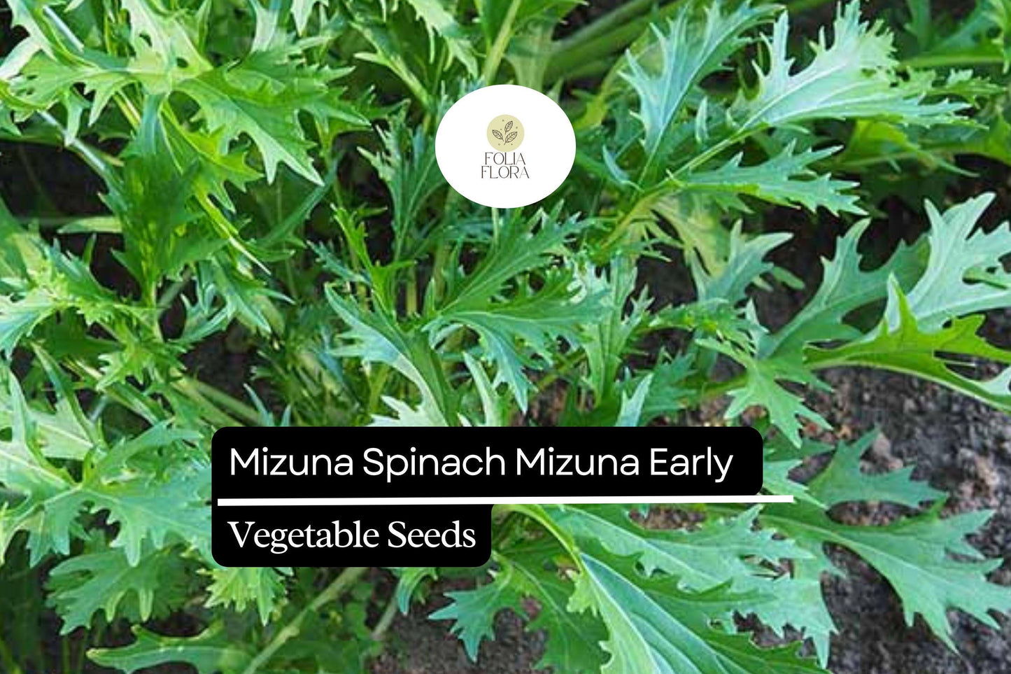 500mg Mizuna Spinach Early Seeds Brassica rapa | Nutritious, Fast-Growing, Mild Flavor, Non-GMO, Edible Greens for Salad