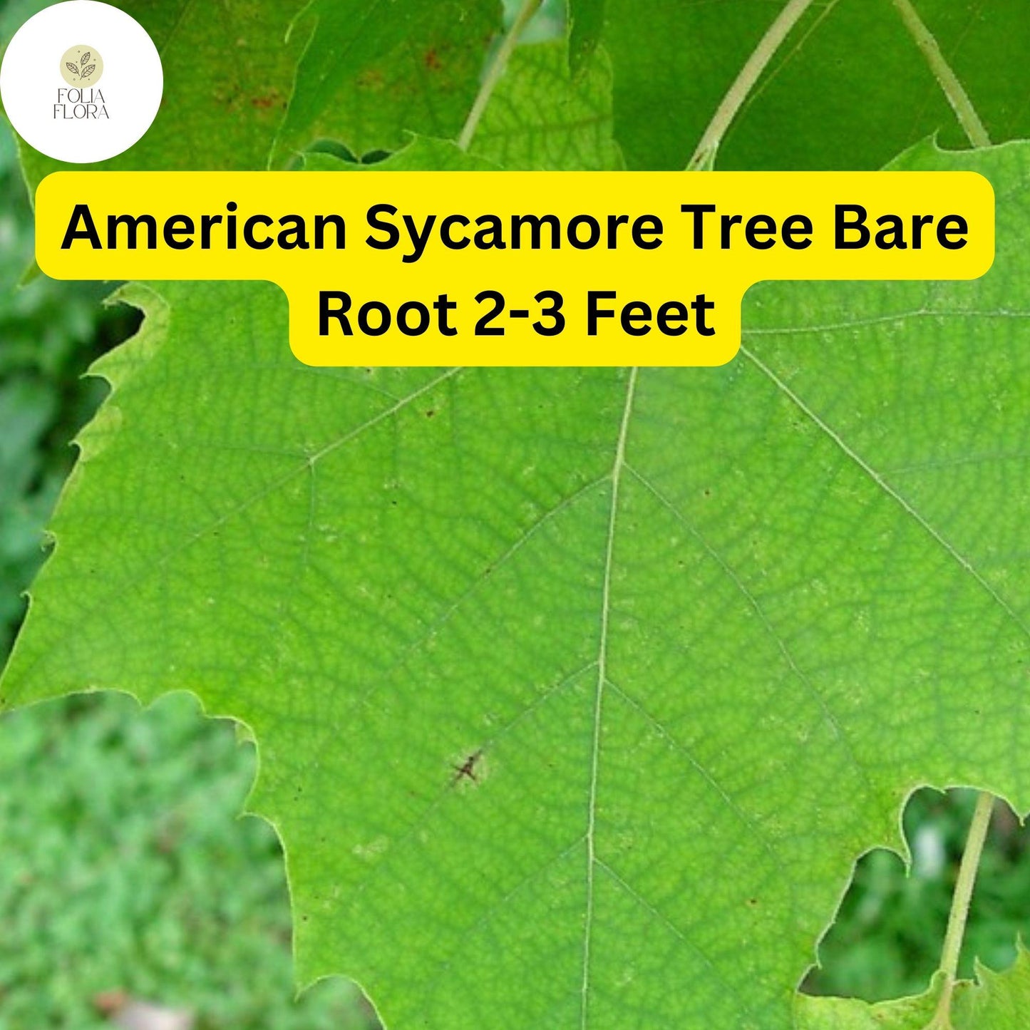 1 Platanus occidentalis American Sycamore Tree - 2-3 Ft Live Bare Root Plant for Zones 4-9 - Fast-Growing Shade Tree