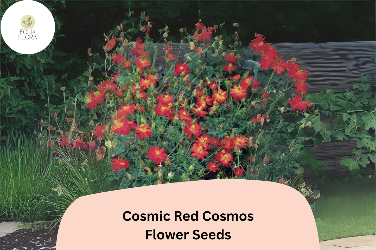 200+ Cosmic Red Cosmos Seeds | Cosmos Sulphureus Bright Red Annual Flower Seeds for Garden