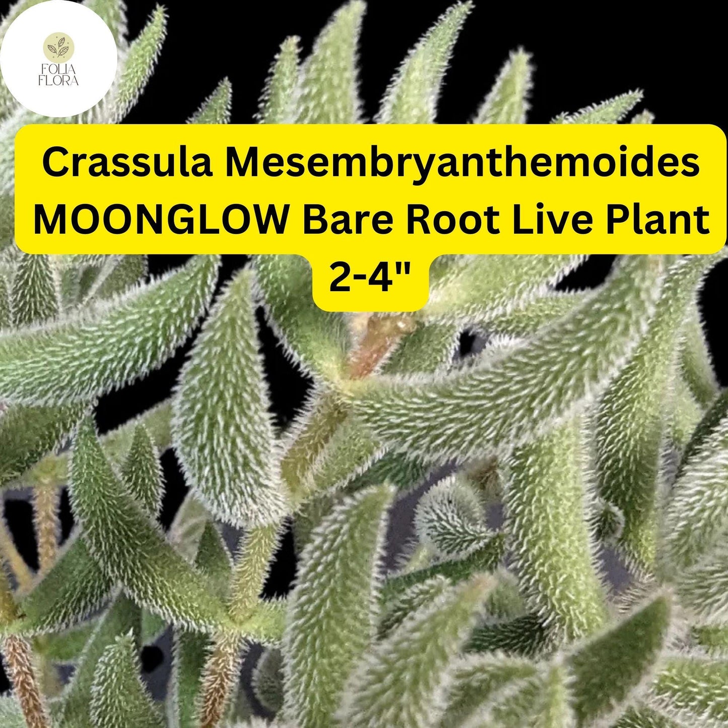 Crassula Mesembryanthemoides ‘Moonglow’ | 1 Live 2-4" Bare Root Succulent | Fuzzy Leaves, Compact Growth, Rare Easy-Care Plant