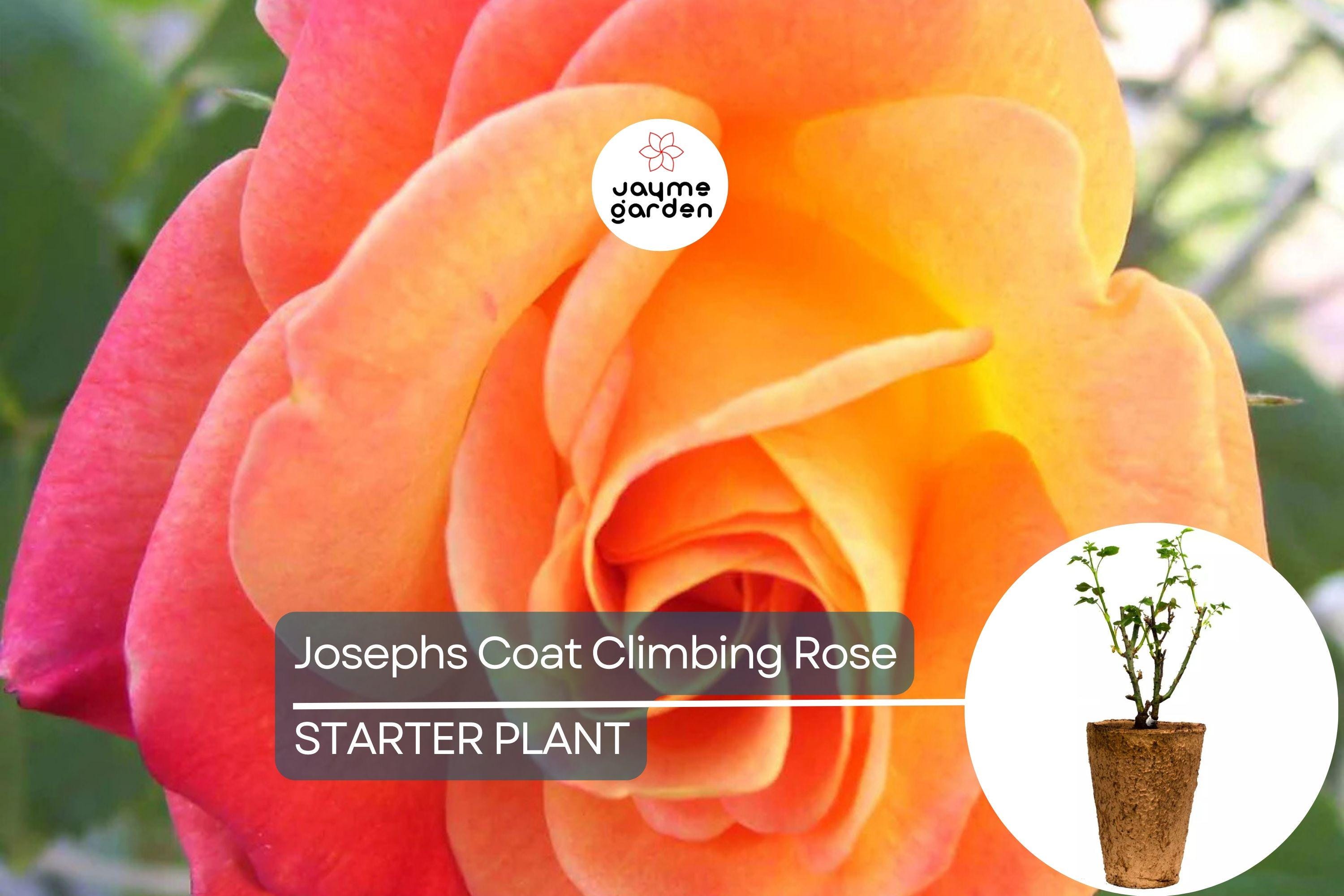 Joseph's Coat Climbing Rose – 1.5 Gal Pot | Vibrant Pink, Yellow & Orange Flowers | Own Root | Fragrant, Hardy Zones 5-9 | 10-12' Tall