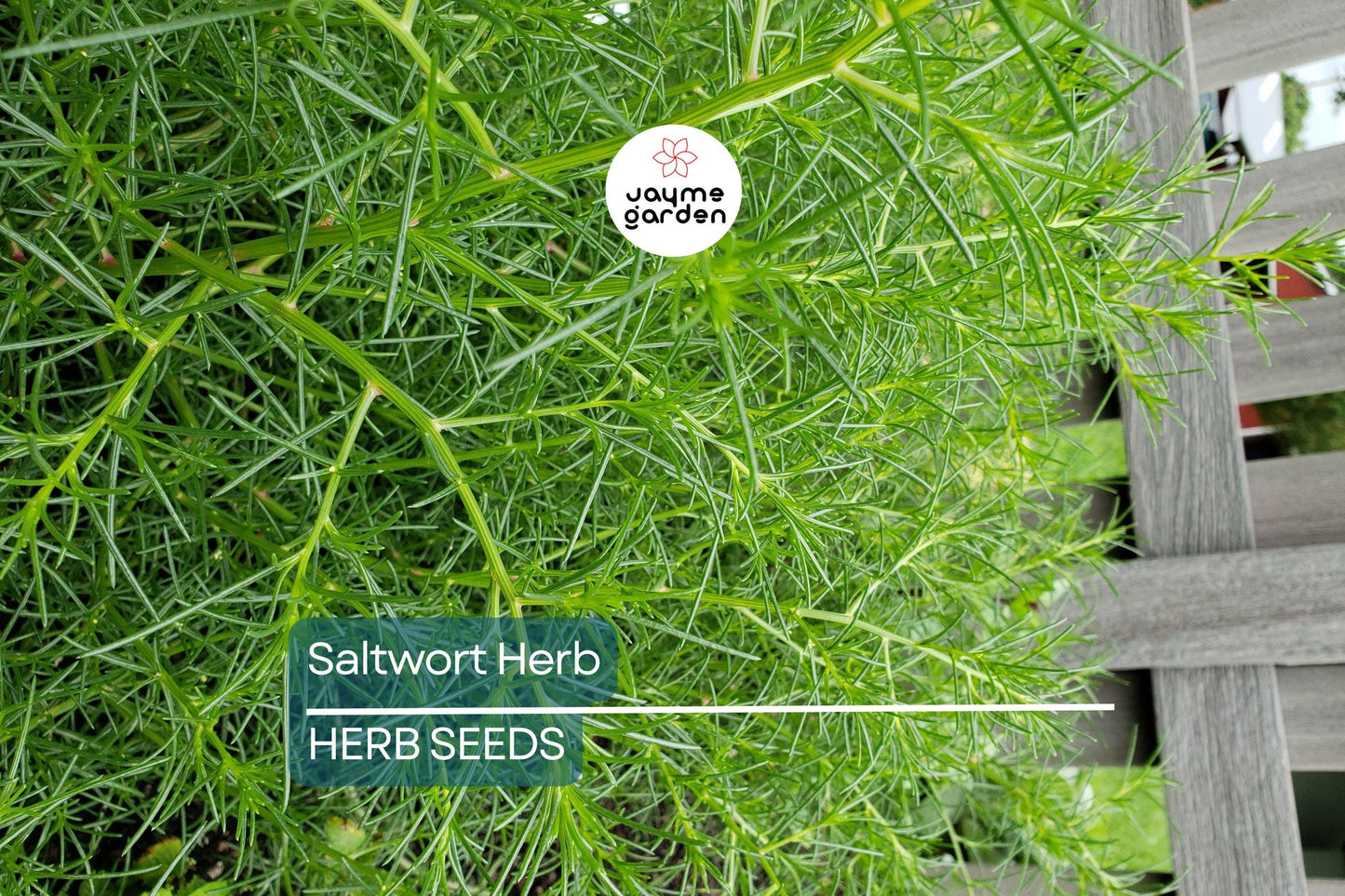 200 Saltwort Herb Seeds – Non-GMO, Traditional Japanese Culinary Herb, USA Seller, Free Shipping
