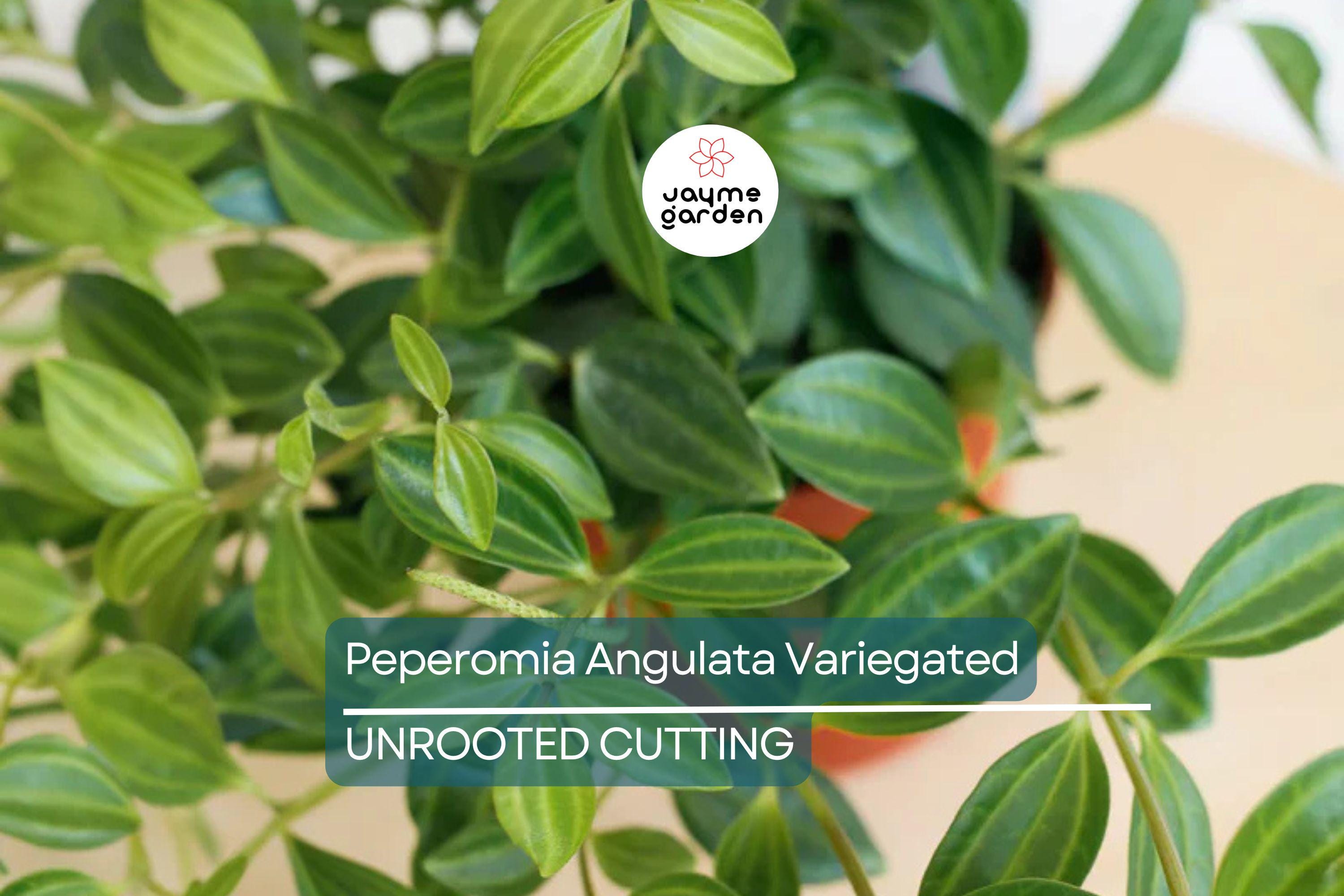 Peperomia Funky Frog Cuttings - Variegated Beetle Radiator Plant, Pet-Friendly, Easy Care Houseplant, 4" Unrooted, Perfect for Beginners