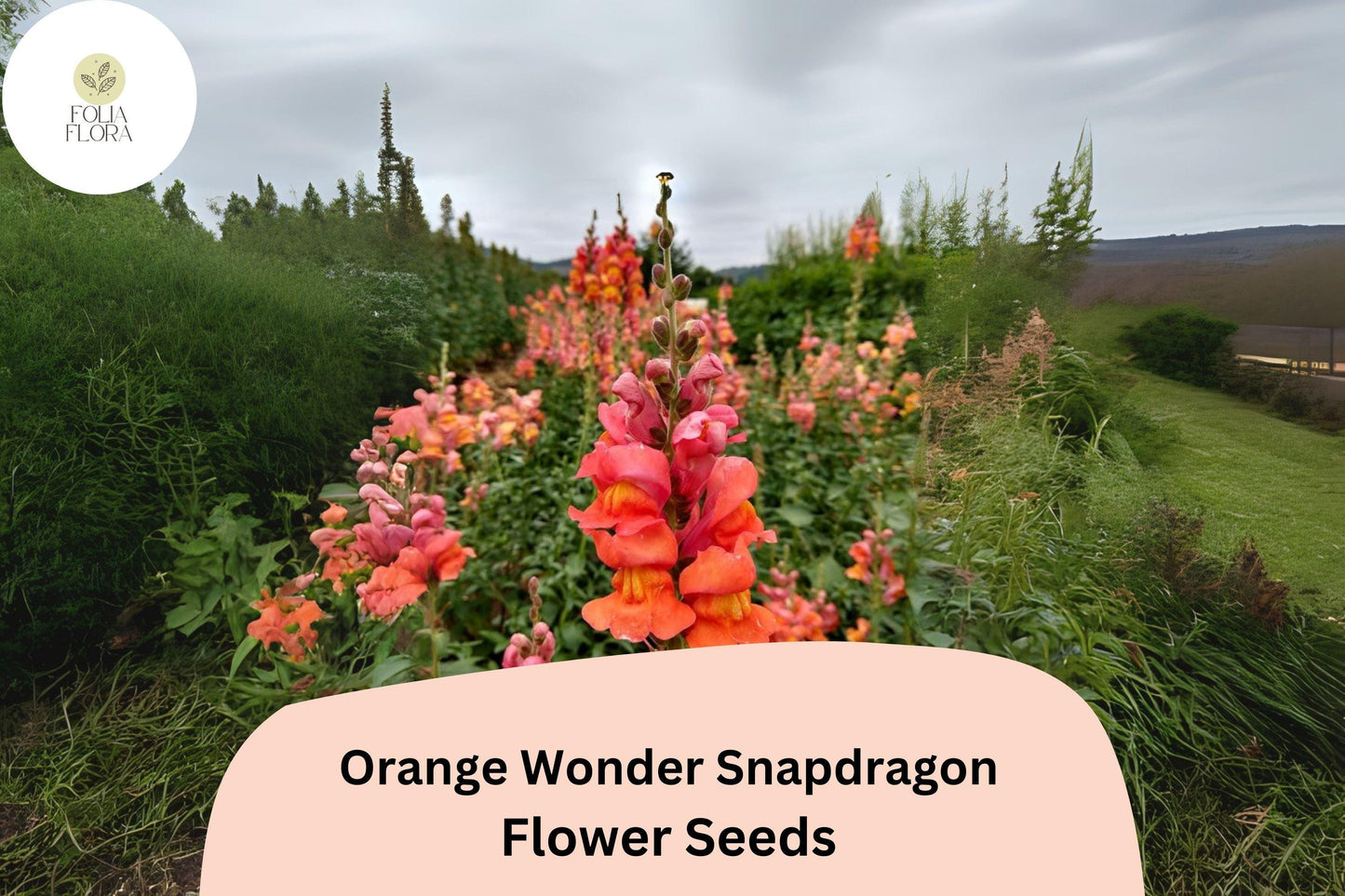 Antirrhinum majus Orange Wonder Snapdragon Seeds – 1000+ Vibrant Orange Blooms for Garden & Cut Flowers