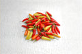 Tabasco – Hot Pepper 25 Seeds | Classic Sauce Pepper | Very Hot | Authentic Louisiana Chili