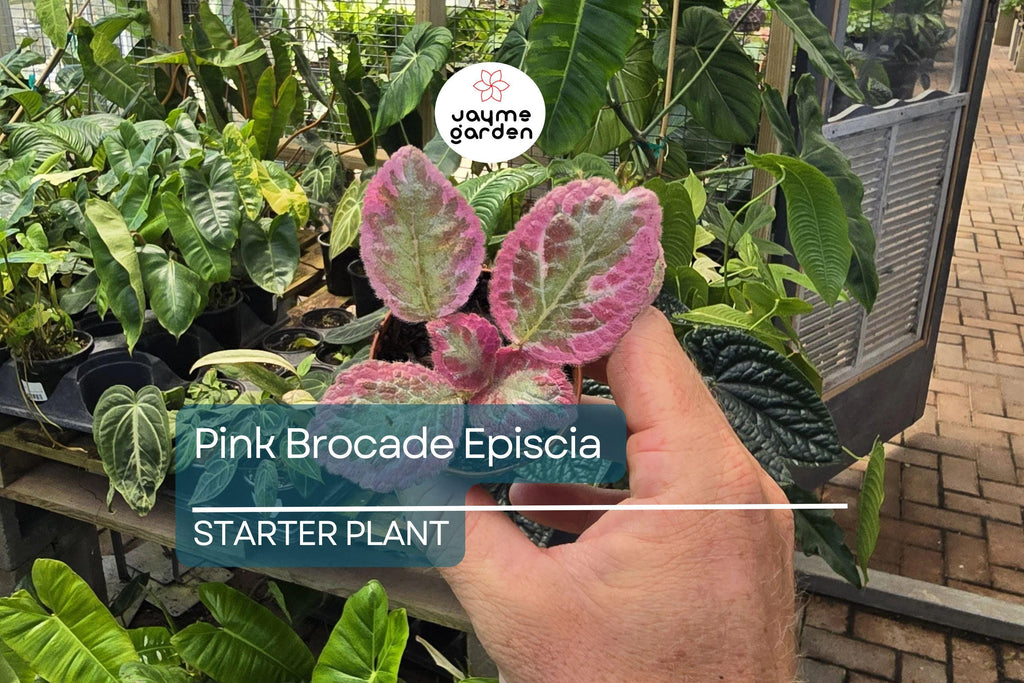 Pink Brocade Episcia Starter Plant | Rare Variegated Flame Violet | Live Houseplant in 2" Pot | Trailing Indoor Beauty