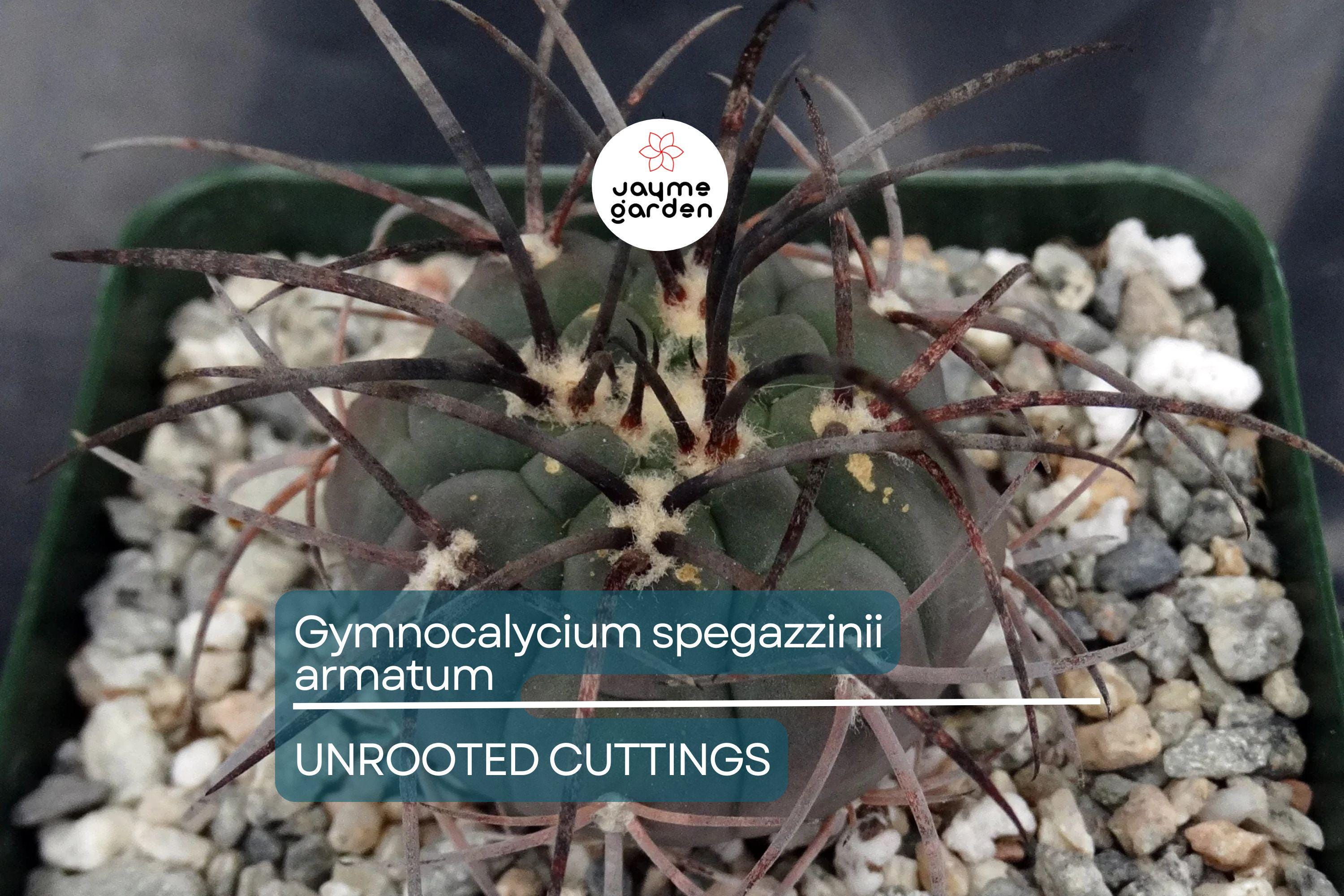 Gymnocalycium spegazzinii armatum Cactus - Live Succulent Plant, 3-4 cm Tall, Rare, Hardy, Beautiful Twisted Spines