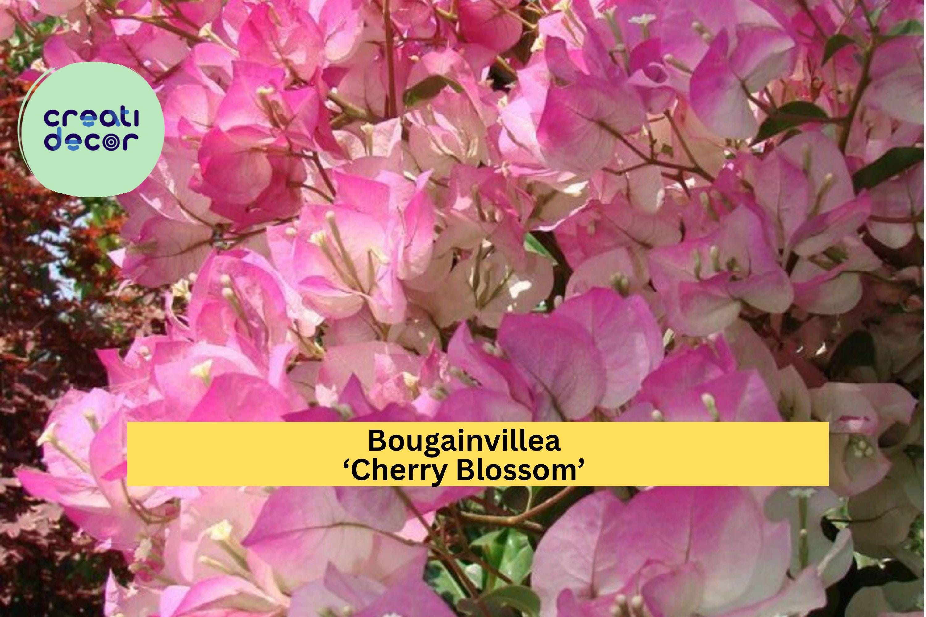 Bougainvillea ‘Cherry Blossom’ Live Plant in 4” Pot – Rooted Pink Flowering Vine, Fast-Growing Tropical Outdoor Plant for Garden Zones 9–11