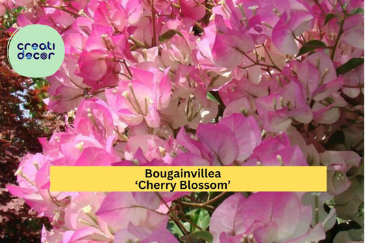 Bougainvillea ‘Cherry Blossom’ Live Plant in 4” Pot – Rooted Pink Flowering Vine, Fast-Growing Tropical Outdoor Plant for Garden Zones 9–11