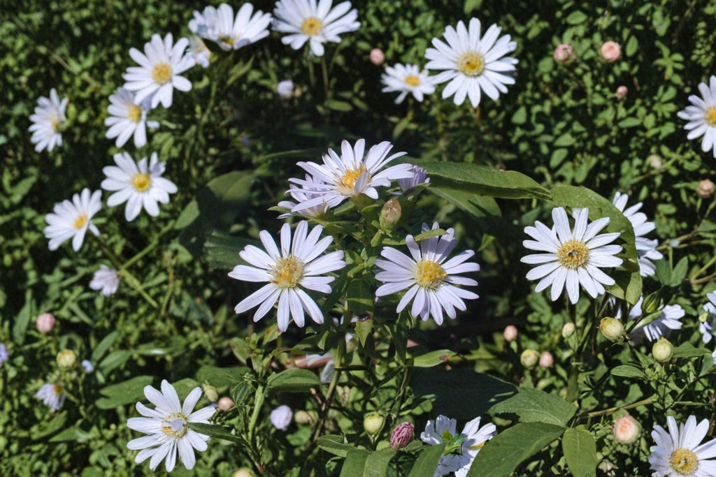 Symphyotrichum praealtum – Willow Aster | 100 Seeds | Native Purple Aster Wildflower | Pollinator Garden Plant