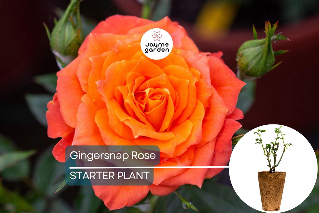 Gingersnap Rose Plant – 1.5 Gal Potted | Bright Orange Reblooming Floribunda | Fragrant & Pesticide-Free | Zones 5-10