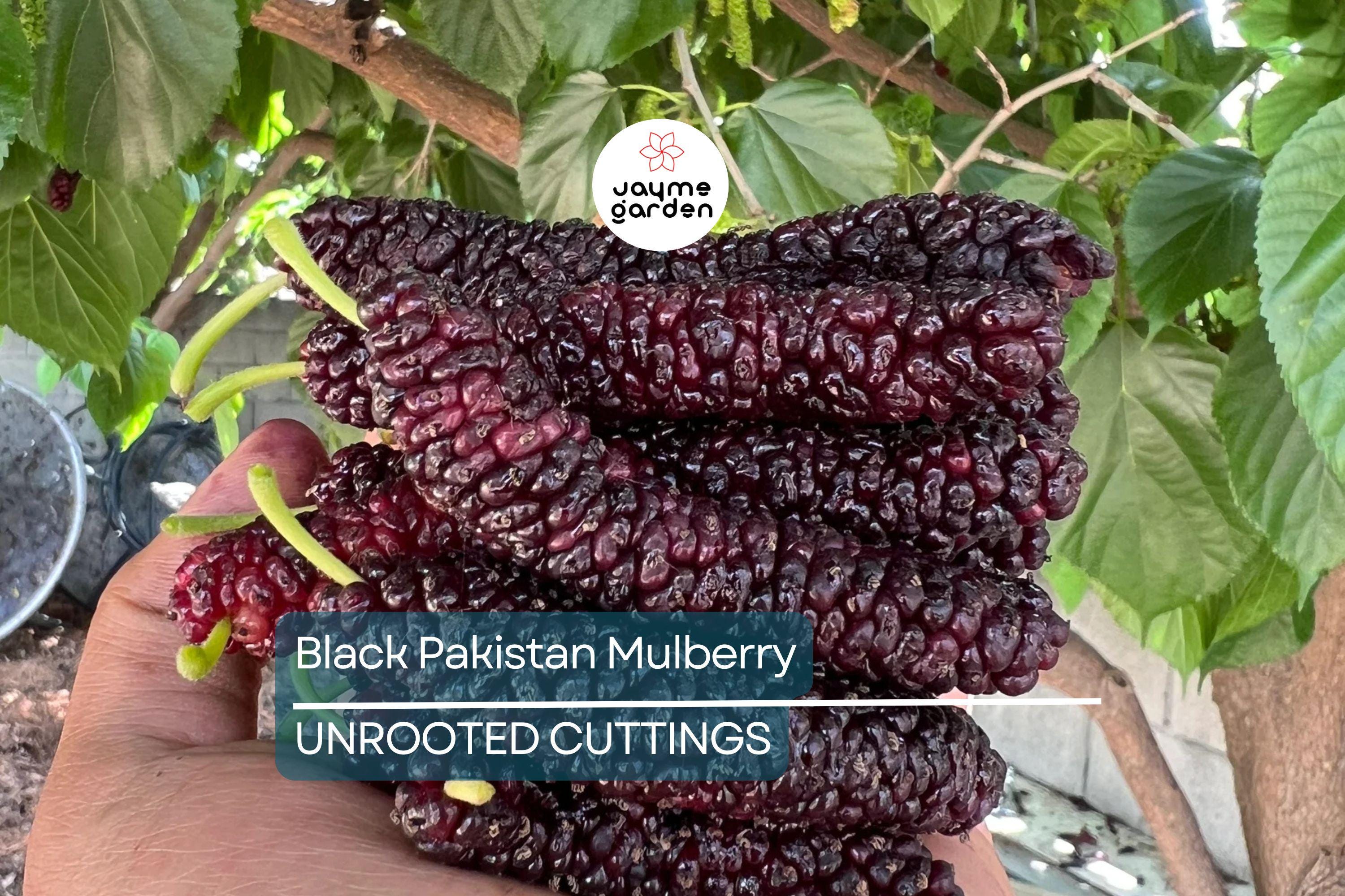 10 Red Sweet/Black Pakistan Mulberry Tree Cuttings | Unrooted Scions for Grafting or Rooting | Sweet Large Fruits | Prolific & Easy to Grow
