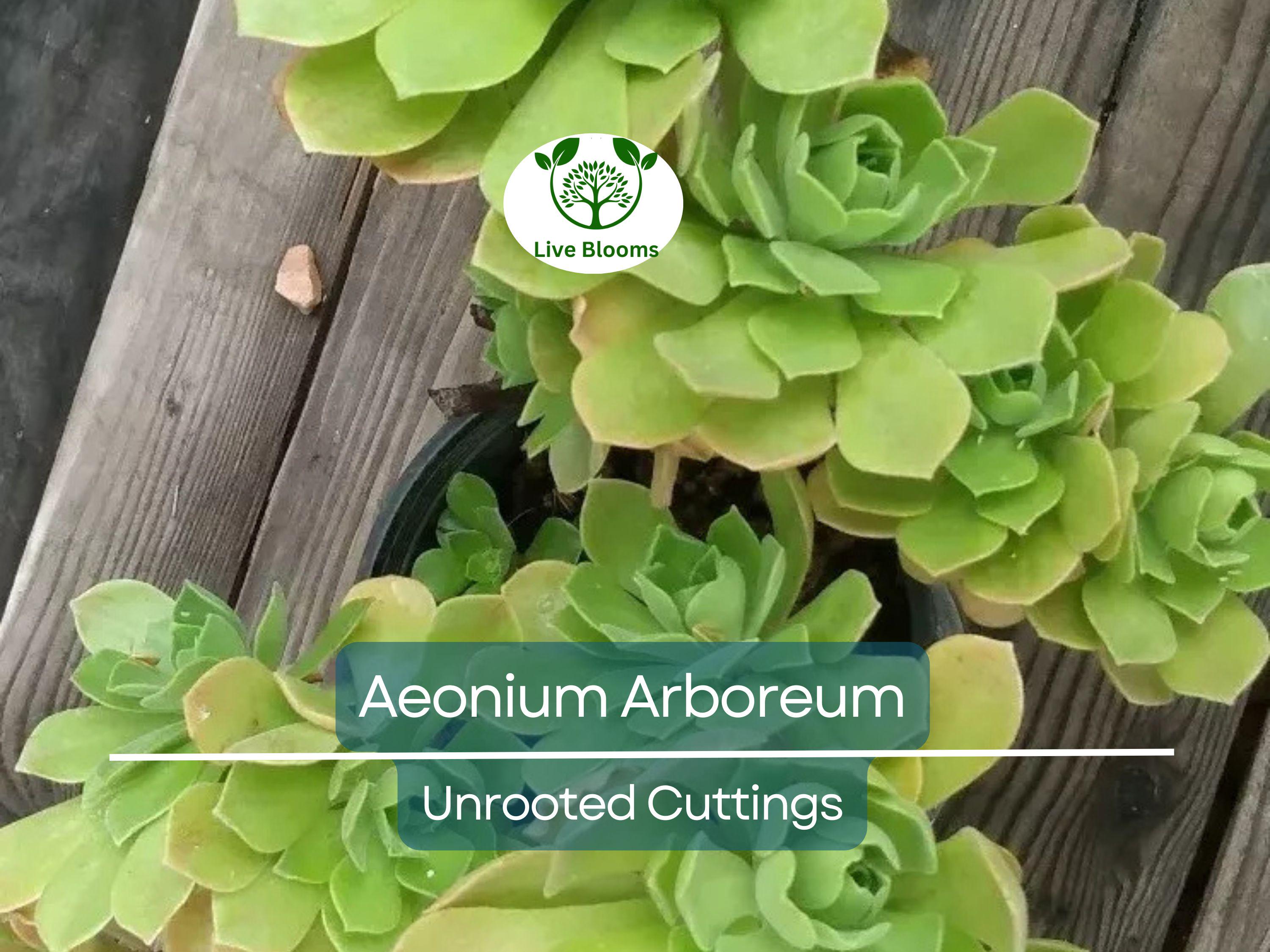 2 Aeonium Arboreum Unrooted Cuttings (Aeonium Tree) 2-4" – Succulent for Grafting, Rooting, or Propagation