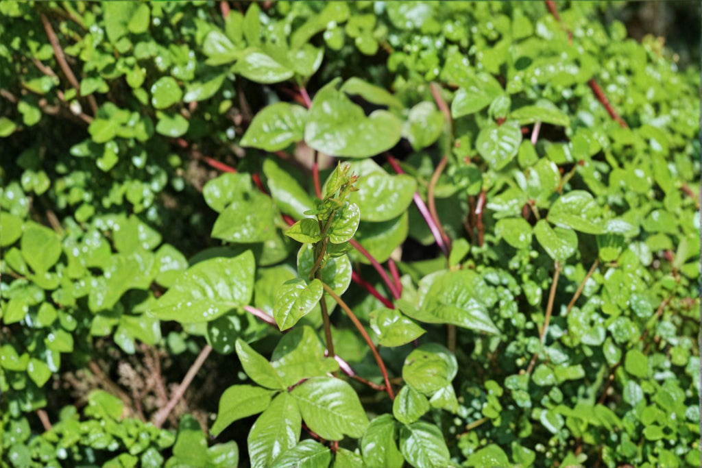 Malabar Spinach – Red Stem 30 Seeds | Heat-Loving Climbing Green | Red Stems | Summer Spinach Alternative