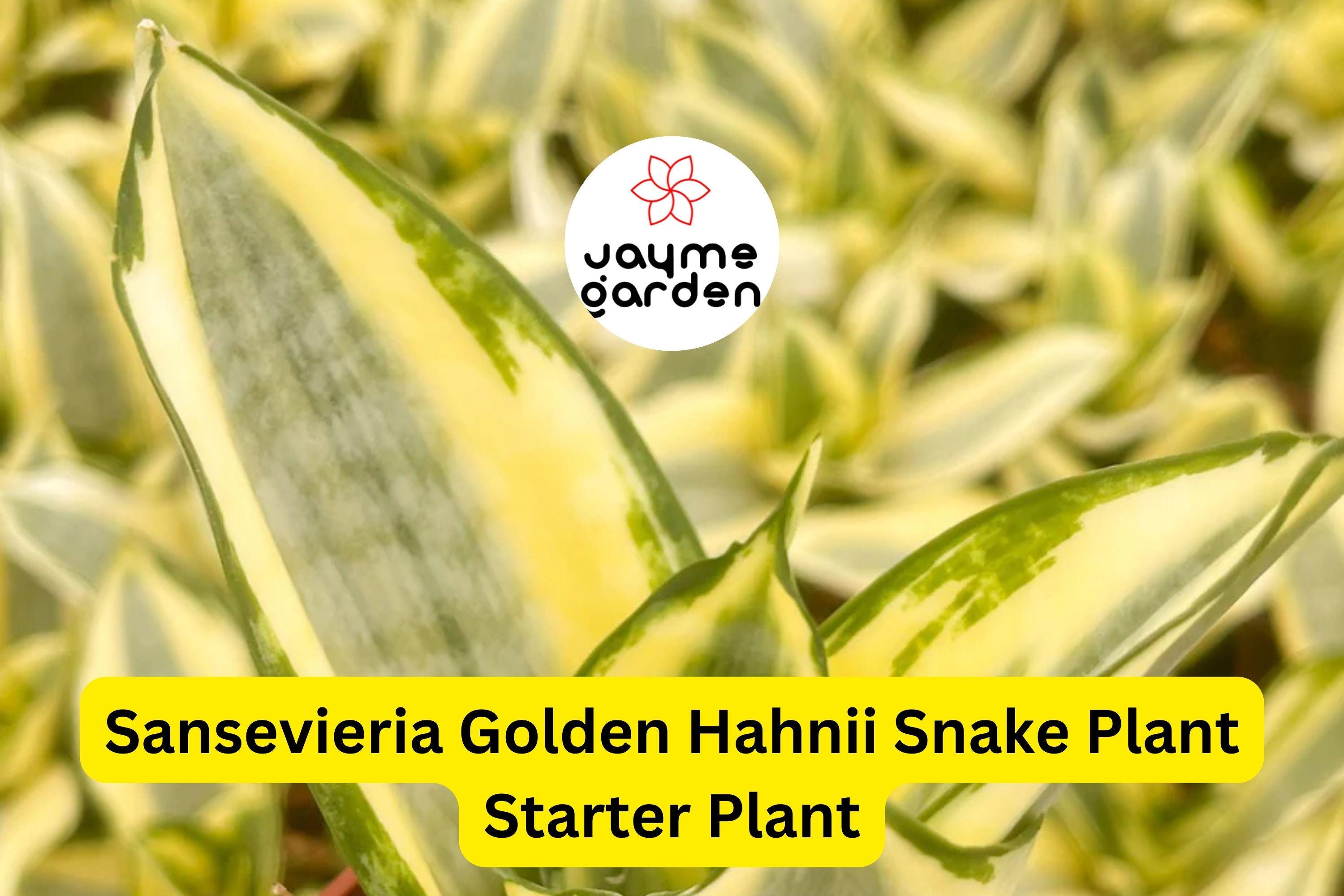Sansevieria Golden Hahnii Snake Plant Starter - Dwarf Variegated Houseplant - Air Purifying & Low Maintenance | Mother-in-law’s Tongue