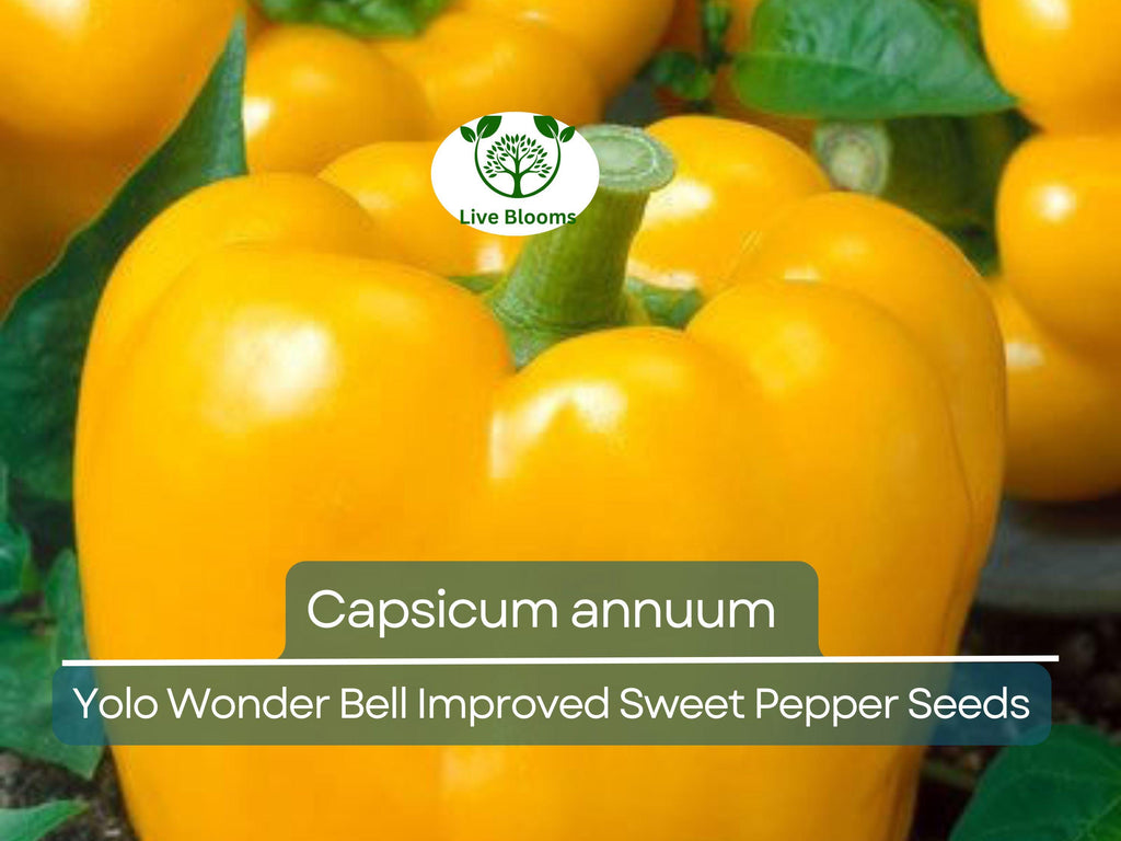 30 Seeds Sweet Pepper Yolo Wonder Bell Improved – Capsicum annuum | High-Yielding Sweet Bell Peppers for Planting & Gardening